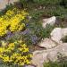 Sziklakert áprilisban sárga virágú sziklai ternyével és lila pázsitviolával.